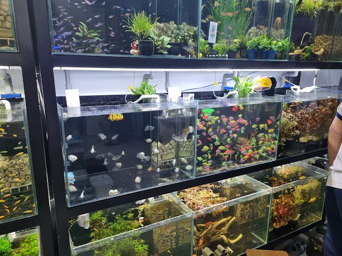 Top 10 cửa hàng bán cá cảnh Đà Nẵng đẹp đa dạng giá rẻ