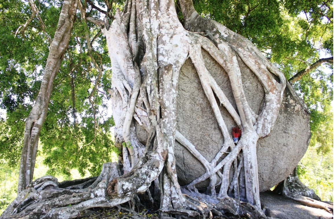 Nhất Lâm Thủy Trang Trà: Khám Phá Vẻ Đẹp Nguyên Sơ Giữa Lòng Đà Nẵng