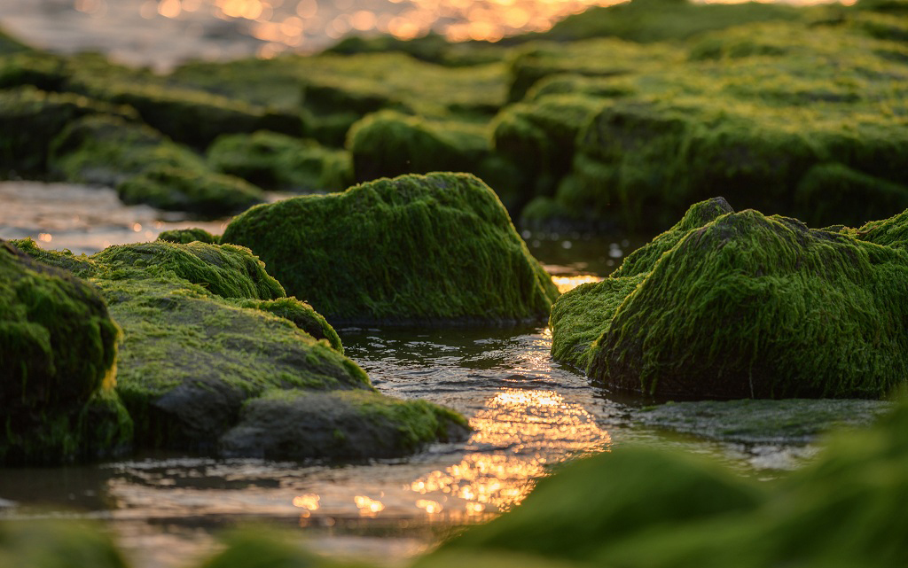 Rạn Nam Ô: Nét Đẹp Hoang Sơ Giữa Lòng Đà Nẵng