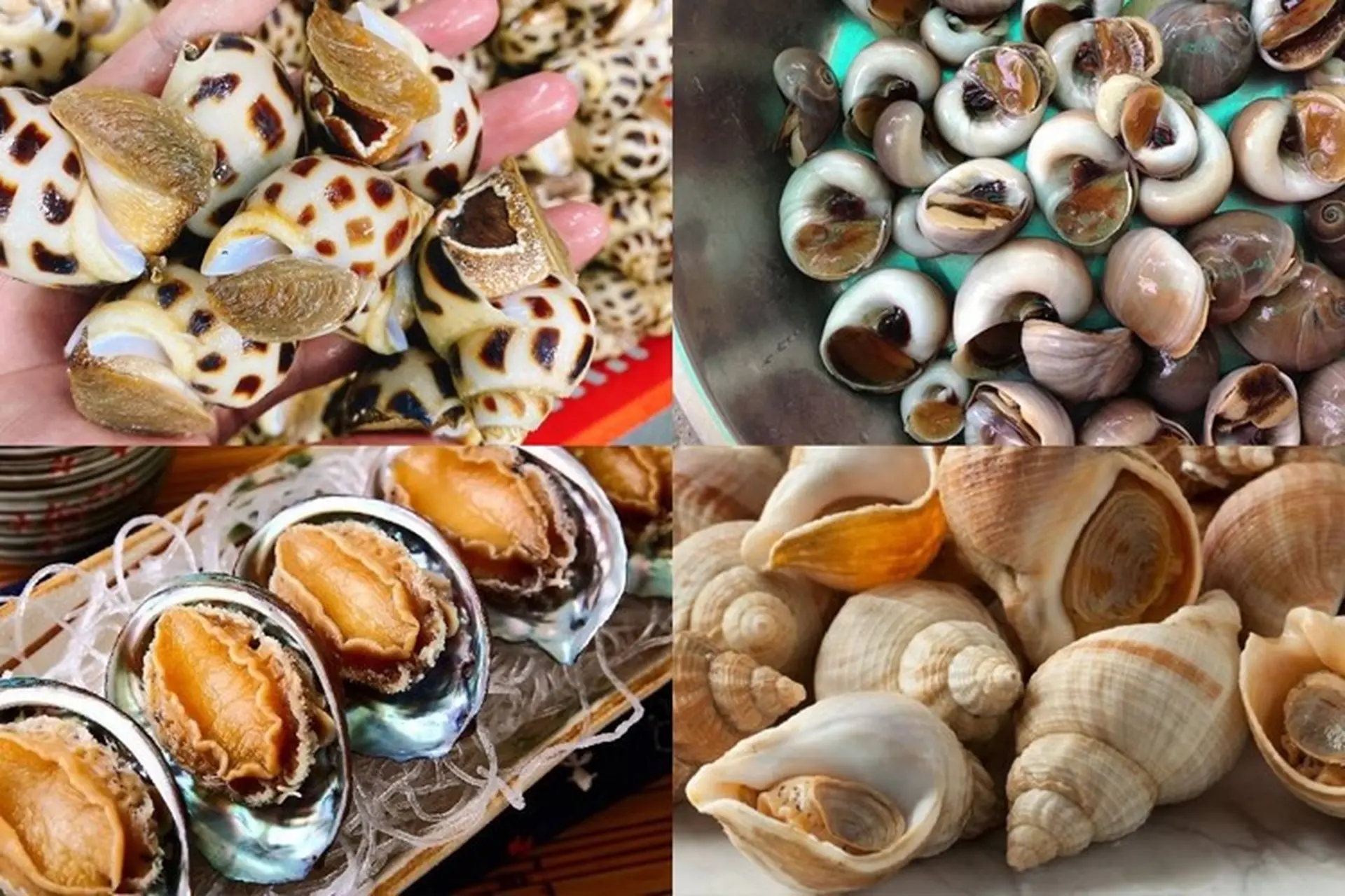 Các Món Hải Sản Ngon Ở Đà Nẵng Thưởng Thức Một Lần Là Nhớ Mãi