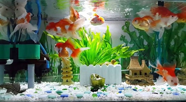 Top 10 cửa hàng bán cá cảnh Đà Nẵng đẹp đa dạng giá rẻ