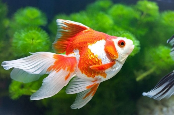 Top 10 cửa hàng bán cá cảnh Đà Nẵng đẹp đa dạng giá rẻ
