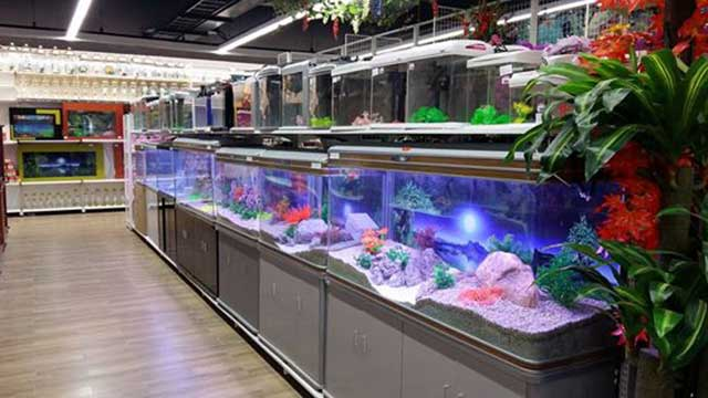 Top 10 cửa hàng bán cá cảnh Đà Nẵng đẹp đa dạng giá rẻ